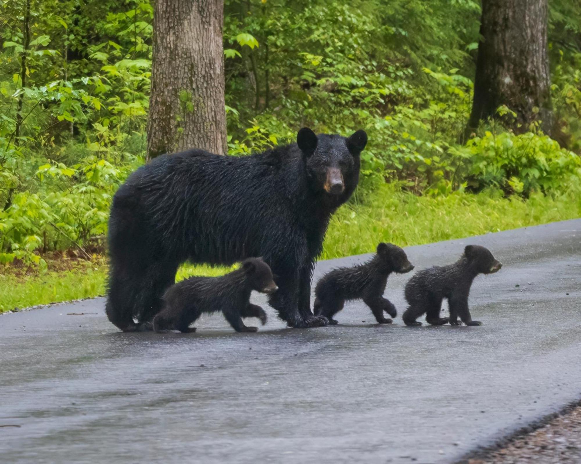 Papa Bear, Hot Tub, Wifi, 1089 Free Tickets Each Paid Day, Dollywood And More Sevierville Dış mekan fotoğraf